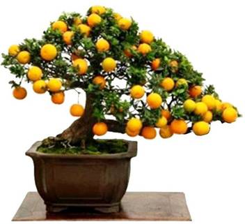 Timbactu Sageretia Plant Price In India Buy Timbactu Sageretia Plant Online At Flipkart Com