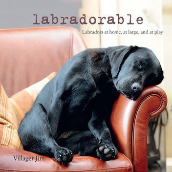 labrador dog price in flipkart