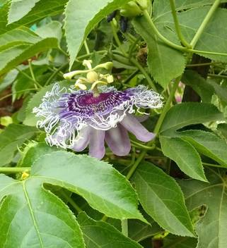Get Wallpaper Zooqa Purple Passion Fruit Plant Price In India Buy Zooqa Purple For iPhone