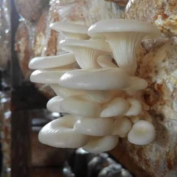 Poloo White Oyster Mushroom Spawn Seeds Edible Co2 Variety 1kg Set Of 1 With Pollybag 200 Per Packet Seed Price In India Buy Poloo White Oyster Mushroom Spawn Seeds Edible Co2 Variety 1kg Oyster mushrooms fruit throughout the year whenever conditions are favorable. poloo white oyster mushroom spawn seeds edible co2 variety 1kg set of 1 with pollybag 200 per packet seed
