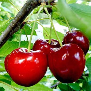 trothic gardens live cherry fruit 1 plant red cherry fruit plant dwarf healthy plant 1 healthy live plant seed
