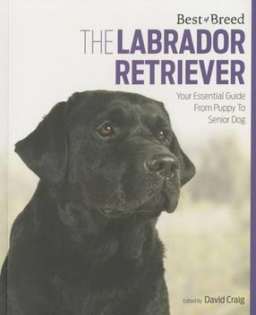 labrador dog price in flipkart