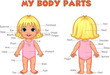 My Body Parts Poster For Kids Alphabest Posters Number Posters