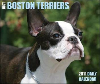 Just Boston Terriers Daily Calendar