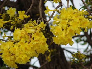 M Tech Gardens Ornamental Golden Trumpet Tree Tebebuia Argentea Golden Bell Tree 20 Seeds For Growing Seed Price In India Buy M Tech Gardens Ornamental Golden Trumpet Tree Tebebuia Argentea