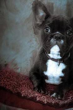 Wallpaper French Bulldog Painting Journal Buy French Bulldog Painting For iPhone Free