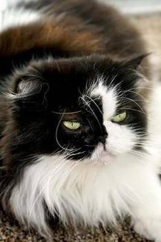 A Fluffy Himalayan Persian Cat Looking Kind Of Over It Journal