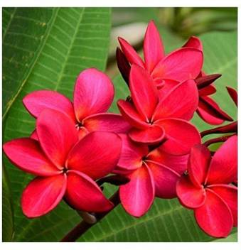 Modern Plant Jasmine Plant Price In India Buy Modern Plant Jasmine Plant Online At Flipkart Com