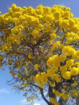 M Tech Gardens Ornamental Golden Trumpet Tree Tebebuia Argentea Golden Bell Tree 20 Seeds For Growing Seed Price In India Buy M Tech Gardens Ornamental Golden Trumpet Tree Tebebuia Argentea