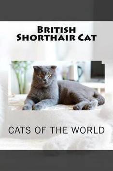 British Shorthair Cat Buy British Shorthair Cat By Wild Pages