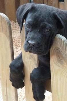 So Sweet Black Lab Mix Puppy Dog Journal Buy So Sweet Black Lab Mix Puppy Dog Journal By Creations Cs At Low Price In India Flipkart Com