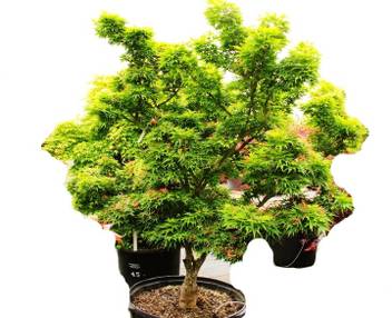 Timbactu Neem Plant Price In India Buy Timbactu Neem Plant Online At Flipkart Com