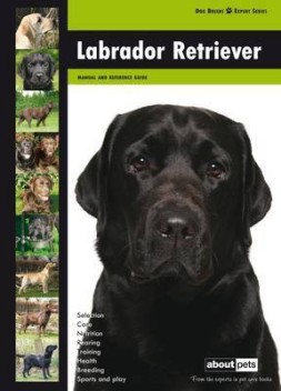 Labrador Retriever: Buy Labrador 