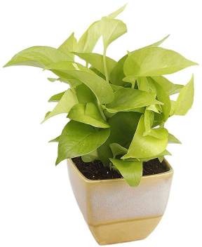 Plantazee Indoor Air Cleaning Golden Pothos Plant Good Luck Plant Evergreen Natural Plant Seed Price In India Buy Plantazee Indoor Air Cleaning Golden Pothos Plant Good Luck Plant Evergreen Natural Plant