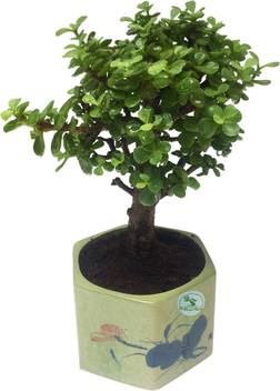 The Bonsai Plants Jade Plant Price In India Buy The Bonsai Plants Jade Plant Online At Flipkart Com