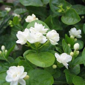 Trothic Jasmine Plant Price In India Buy Trothic Jasmine Plant Online At Flipkart Com