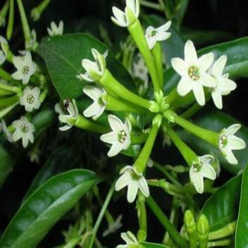 Shiv Shakti Group Night Bloom Jasmine Plant Price In India Buy Shiv Shakti Group Night Bloom Jasmine Plant Online At Flipkart Com