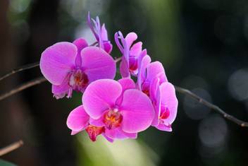 Kd Pink Moon Orchid Flower Sticker Poster Night Moon Poster Nature Poster Paper Print Nature Posters In India Buy Art Film Design Movie Music Nature And Educational Paintings Wallpapers At Flipkart Com