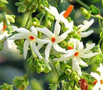 Ssplants Jasmine Plant Price In India Buy Ssplants Jasmine Plant Online At Flipkart Com
