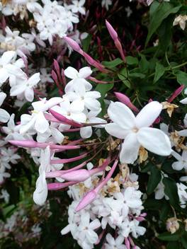 Trothic Jasmine Plant Price In India Buy Trothic Jasmine Plant Online At Flipkart Com