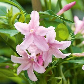 Trothic Jasmine Plant Hybrid Pack Of 1
