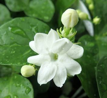 Trothic Jasmine Plant Price In India Buy Trothic Jasmine Plant Online At Flipkart Com