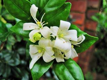 Trothic Jasmine Plant Price In India Buy Trothic Jasmine Plant Online At Flipkart Com