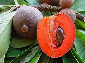 Trothic Gardens Live Exotic Fruit Plant Sapota Chikoo Grafted Tropical Rare Sweet Pouteria Sapota Thai Plants For Garden Plant 1 Healthy Live Plant Seed Price In India Buy Trothic Gardens Live Exotic I received about 30 seeds, they are small the size as a white rice, equal 1/20 of picture; trothic gardens live exotic fruit plant sapota chikoo grafted tropical rare sweet pouteria sapota thai plants for garden plant 1 healthy live plant