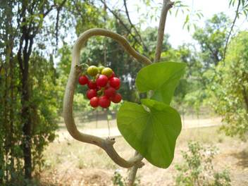Plantsguru Giloy Plant Price In India Buy Plantsguru Giloy Plant Online At Flipkart Com The proven health benefits of tobacco leaf will leave you with a smile. plantsguru giloy plant