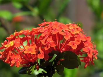 My Garden Forest Jasmine Plant Price In India Buy My Garden Forest Jasmine Plant Online At Flipkart Com