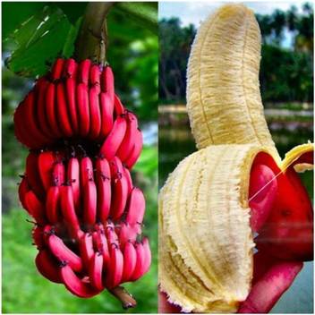 BANDARIS HORTICULTURE 140pcs YELLOW BANANA BONSAI PLANT & GIFT Seed Price in India - Buy BANDARIS HORTICULTURE 140pcs YELLOW BANANA BONSAI PLANT & GIFT Seed online at Flipkart.com BANDARIS HORTICULTURE 140pcs YELLOW BANANA BONSAI PLANT & GIFT Seed Price in India - Buy BANDARIS HORTICULTURE 140pcs YELLOW BANANA BONSAI PLANT & GIFT Seed online at Flipkart.com