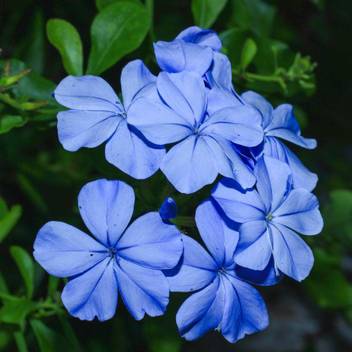 Green India Seeds Leadwort Flower Seed Price In India Buy Green India Seeds Leadwort Flower Seed Online At Flipkart Com