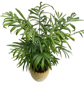 The Bonsai Plants Two Layer Bamboo Plant Price In India Buy The Bonsai Plants Two Layer Bamboo Plant Online At Flipkart Com