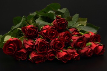 kd roses