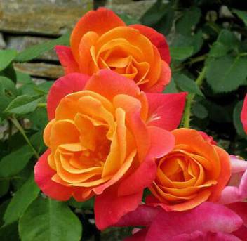 Ssplants Rose Plant Price In India Buy Ssplants Rose Plant Online At Flipkart Com