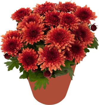 The Bonsai Plants Heart Leaf Oxycardium Plant Price In India Buy The Bonsai Plants Heart Leaf Oxycardium Plant Online At Flipkart Com
