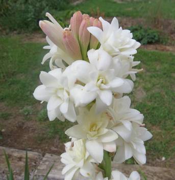 Rebuy Rajnighandha Or Tuberose Flower Seeds Caladium Flower Bulbs Seed White Seed Price In India Buy Rebuy Rajnighandha Or Tuberose Flower Seeds Caladium Flower Bulbs Seed White Seed Online At Flipkart Com