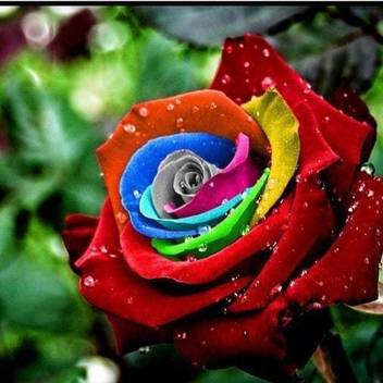 Flare Seeds Mix Colour Best Quality Rose Seeds Seed Price In India Buy Flare Seeds Mix Colour Best Quality Rose Seeds Seed Online At Flipkart Com Contribute to samcarlberg/colorburst development by creating an account on github. flipkart