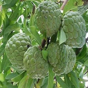Shiv Shakti Group Custard Apple Plant Price In India Buy Shiv Shakti Group Custard Apple Plant Online At Flipkart Com The average price of land for sale in abuja is ₦5,000,000 per plot. shiv shakti group custard apple plant
