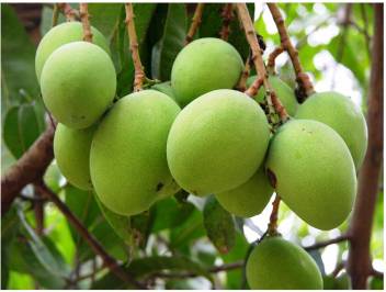 Modern Plant Mango Plant Price In India Buy Modern Plant Mango Plant Online At Flipkart Com For your search query himsagar aam mp3 we have found 1000000 songs matching your query but showing only top 10 results. flipkart
