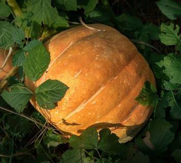 Flare Seeds Seeds F1 Hybrid Pumpkin Kaddu Vegetables Seeds 30 Seeds Only Seed Price In India Buy Flare Seeds Seeds F1 Hybrid Pumpkin Kaddu Vegetables Seeds 30 Seeds Only