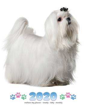 Maltese Dog Price Goldenacresdogs Com