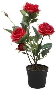 Adopt Plants Rose Plant Price In India Buy Adopt Plants Rose Plant Online At Flipkart Com