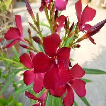 Shiv Shakti Group Oleander Plant Price In India Buy Shiv Shakti Group Oleander Plant Online At Flipkart Com You can download free photos and use where you want. shiv shakti group oleander plant price