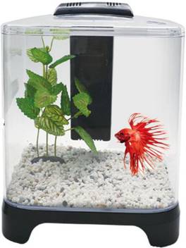 Dophin Bt111 Rectangle Aquarium Tank Price In India Buy Dophin Bt111 Rectangle Aquarium Tank Online At Flipkart Com