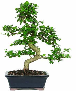 The Bonsai Plants Carmona Plant Price In India Buy The Bonsai Plants Carmona Plant Online At Flipkart Com