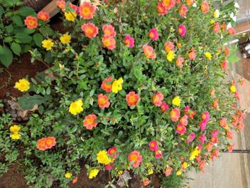 Sunshine Gardens Portulaca Plant Price In India Buy Sunshine Gardens Portulaca Plant Online At Flipkart Com