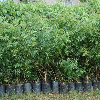 Vamsha Nature Care Neem Plant Price in India - Buy Vamsha Nature Care Neem Plant online at Flipkart.com Vamsha Nature Care Neem Plant Price in India - Buy Vamsha Nature Care Neem Plant online at Flipkart.com