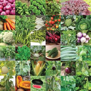 Aero Seeds Vegetable Seeds Bank For Home Garden 35 Varieties 1675 Seeds Seed Price In India Buy Aero Seeds Vegetable Seeds Bank For Home Garden 35 Varieties 1675 Seeds Seed Online At Flipkart Com