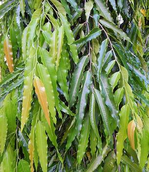 Trothic Ashok Plant Price In India Buy Trothic Ashok Plant Online At Flipkart Com Medicinal use of ashok plant.